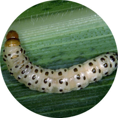 Southwest Corn Borer