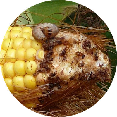 Western Bean Cutworm