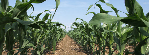 managing herbicide resistance in corn fields