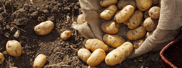 A sack filled with potatoes over dark brown dirt