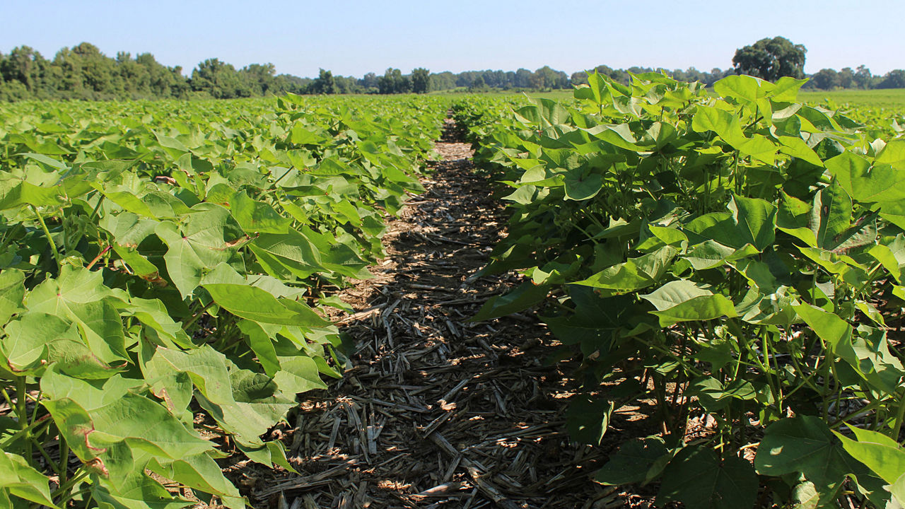 Rows of cotton plants in a field under a blue sky with a treeline in the background