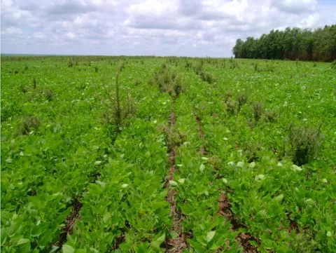 Infestação de buva pode causar 50% de perda na produtividade da soja.(Créditos: Embrapa)