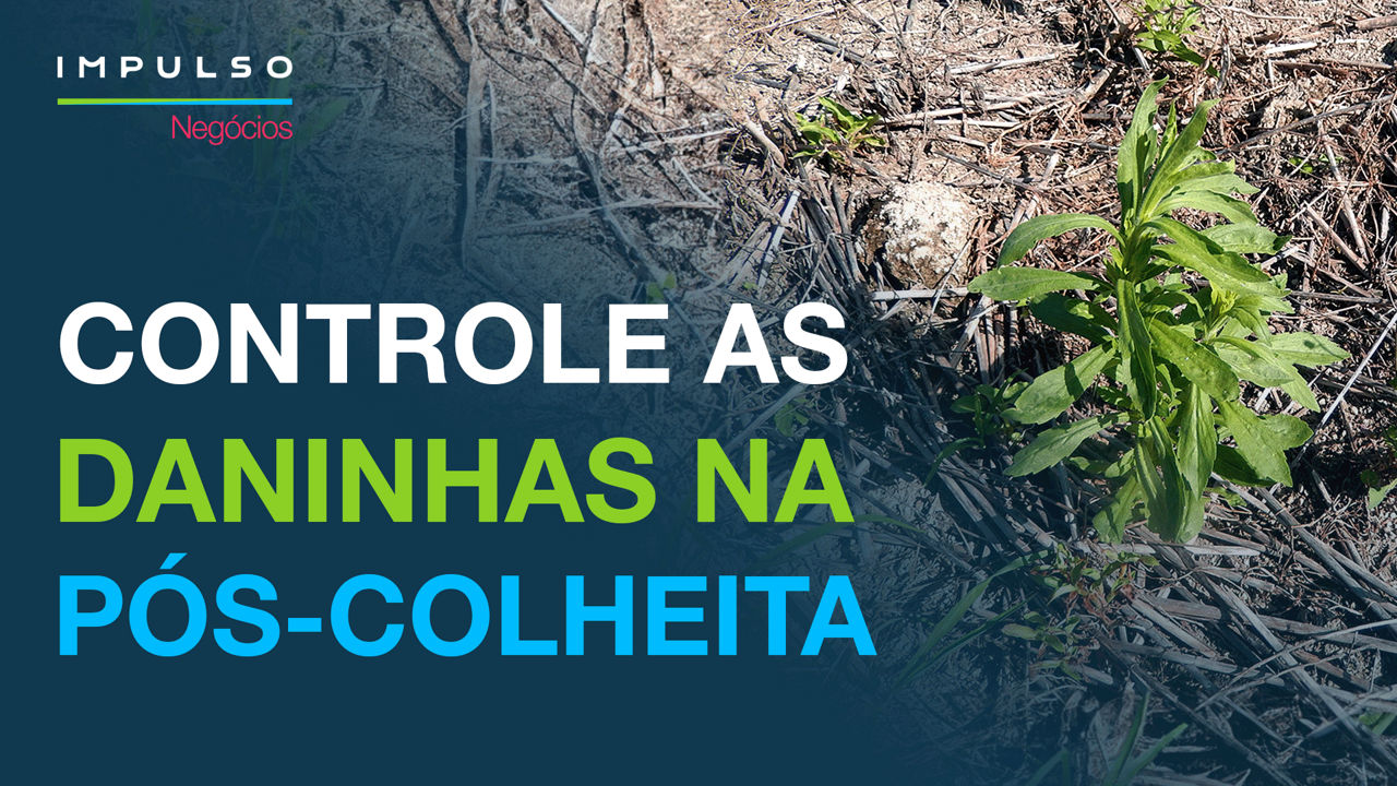 O manejo de daninhas após a colheita do milho ajuda a preparar o solo para receber a próxima cultura, contribuindo para a produtividade da lavoura.