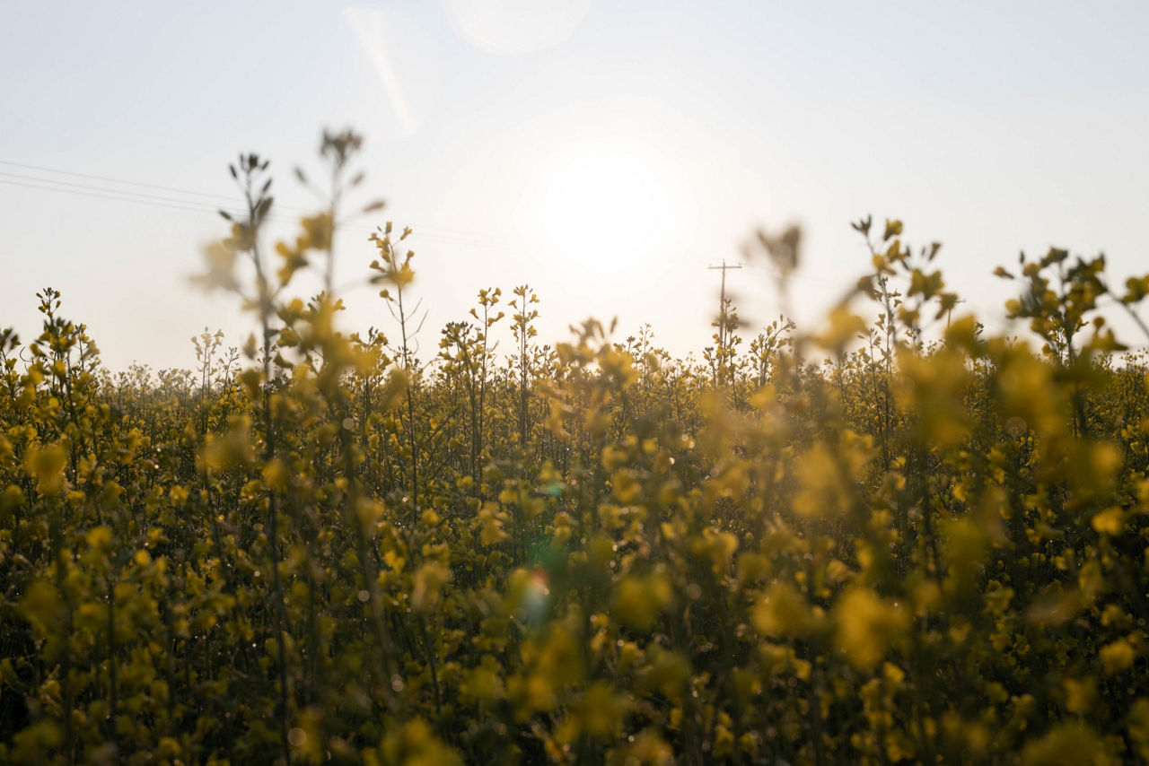 A field of yellow flowering canola with a sunny sky above. 