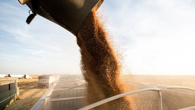 A large black funnel dumps durum into a large tractor trailer as its being harvested in a large field. 