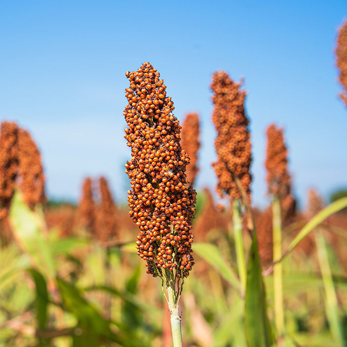 A close-up view of a mature, reddish-brown sorghum head growing in an agricultural field against a clear blue sky. 