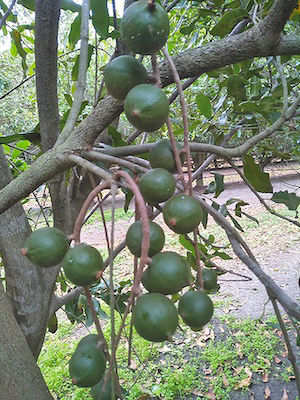 A close view of a branch on a green macadamia tree. The branch has many green macadamia nuts that are not ready yet to be picked.