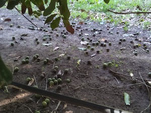 Macadamia nuts in their brown shells are strewn about on the ground, indicating they are ready to be harvested.