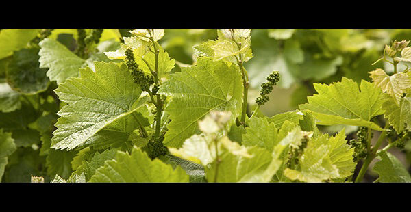 Mealybugs are found in wood crevices or on berries and leaves