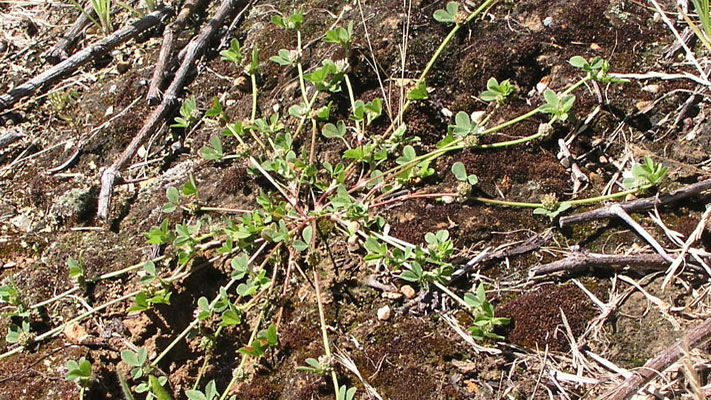 There are a number of naturalised medics (i.e. burr medic) as well as varieties which are sown in a cropping rotation, such as snail and barrel medics