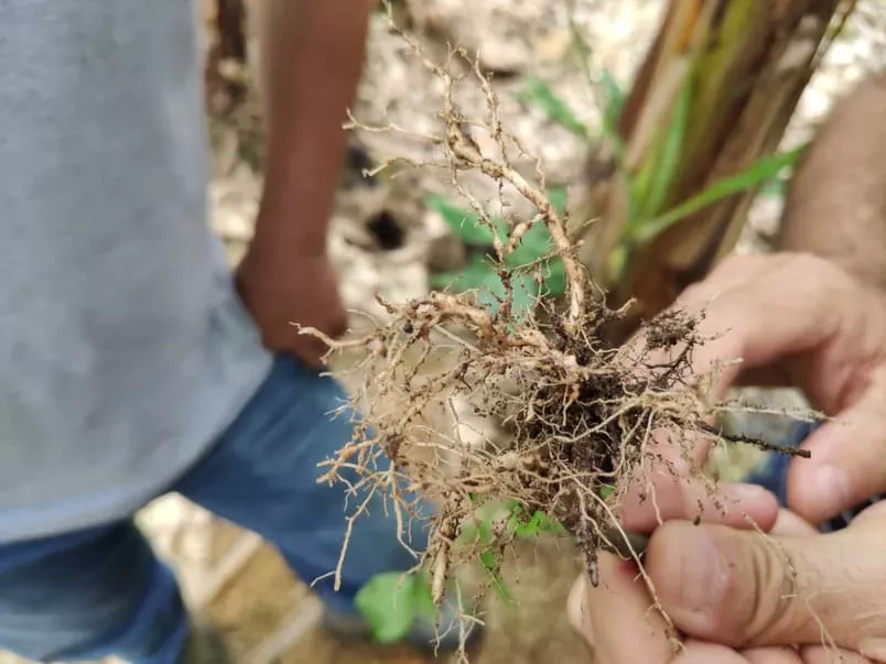 Nematoide pode reduzir até 21% da produtividade da soja, segundo Embrapa.