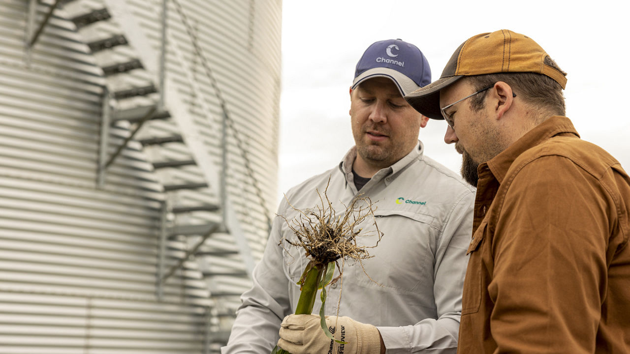 Two Channel Seedsmen staring at a fibrous root system