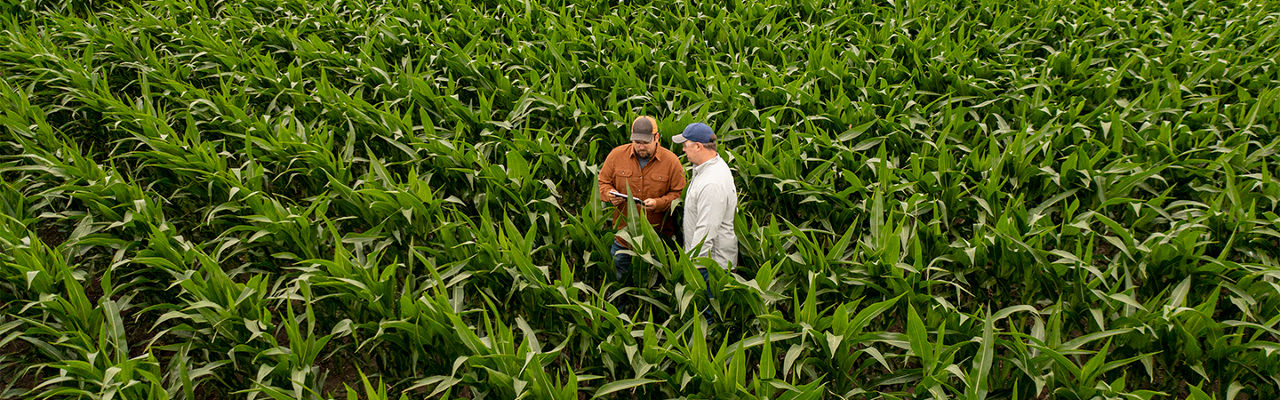Two farmers interacting in a corn field