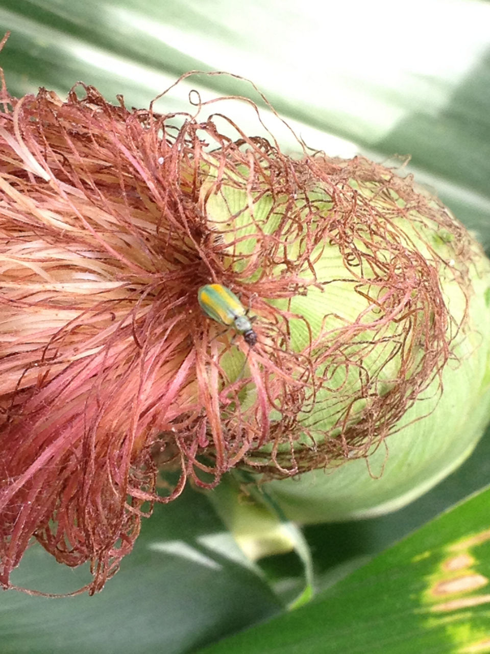 Mexican corn rootworm beetle on an ear of corn feeding on silks