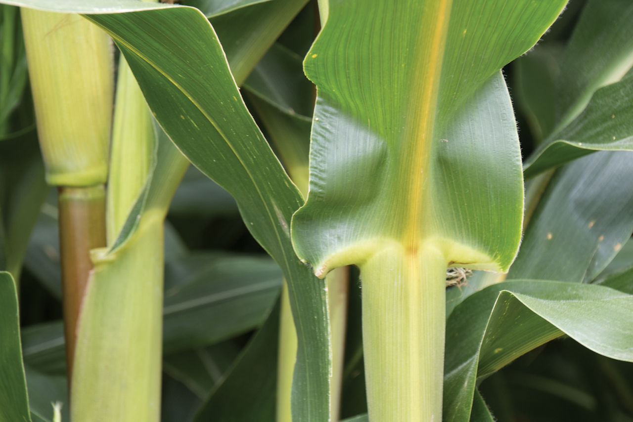 Brown Midrib corn stalk on left, with the midrib on the right side