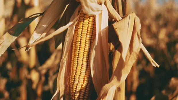 Feature Section Image