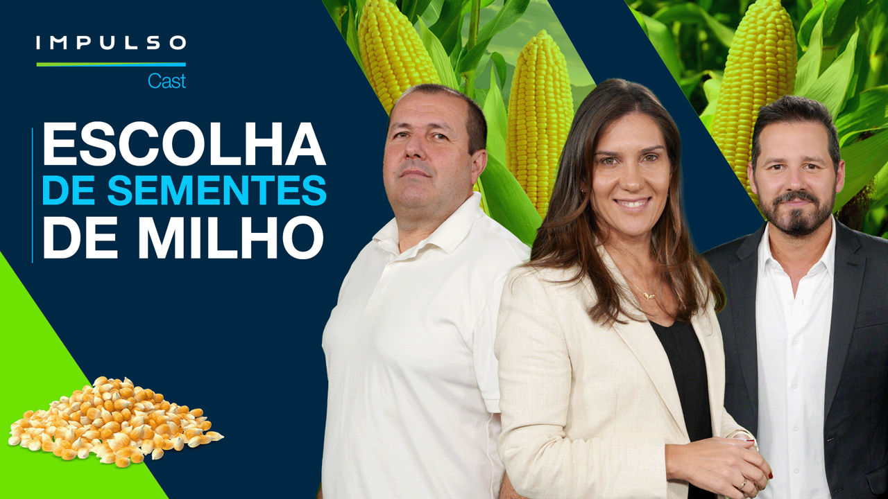 Milho: como escolher o melhor híbrido para sua lavoura