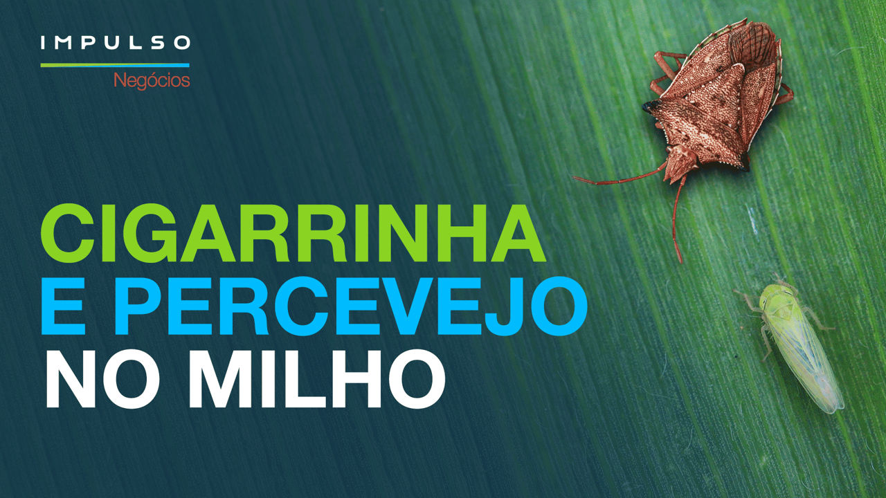 Milho safrinha: manejo de cigarrinha e percevejo