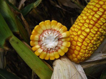 The kernel milk line can be used as a measure toward black layer development.