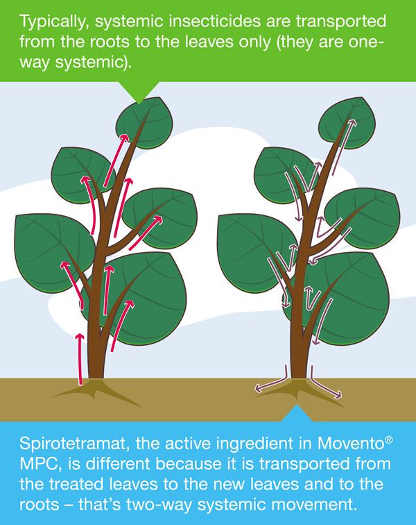 Privilege insecticide controls the whitefly!