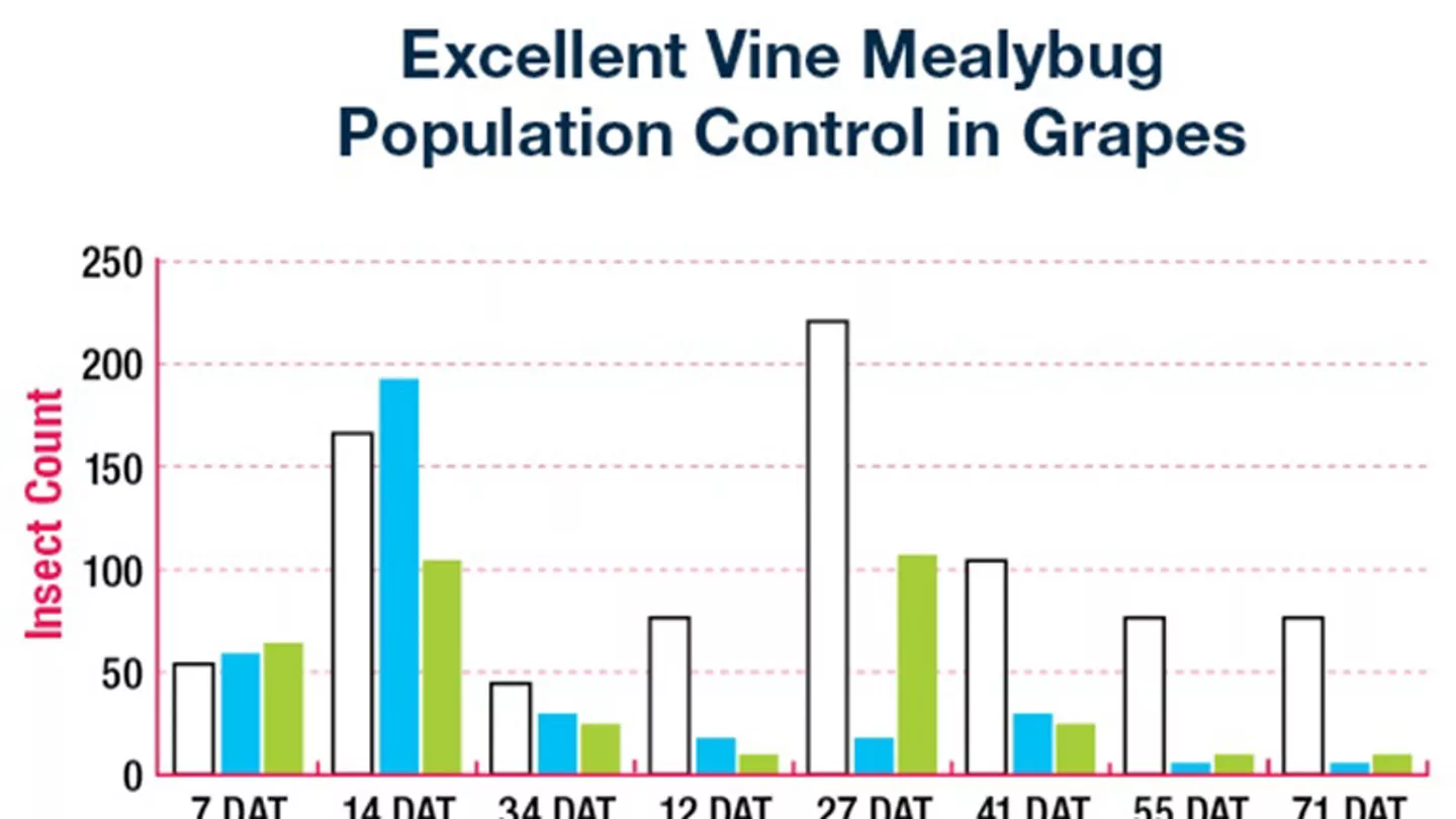 Preventing the Threat of Vine Mealybugs in Your Grapes
