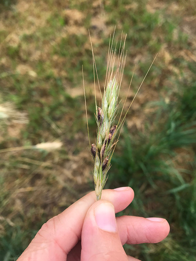 Ergot sclerotia bodies replacing grain kernels in cereal head