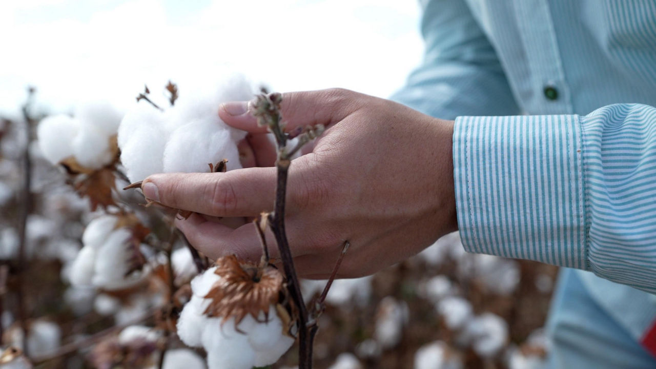 Mãos de agricultor verificando a qualidade do algodão