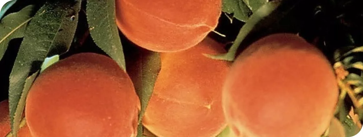 nectarines