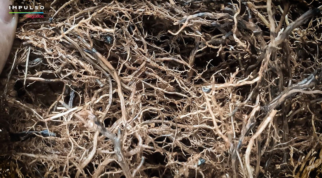 O nematoide das lesões radiculares é uma das espécies que ataca o café. Ele penetra nas raízes da planta e causa danos progressivos.  