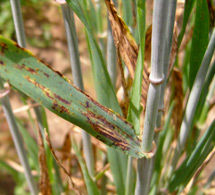 Net form net blotch (NFNB) is a common disease affecting barley and barley grass in Australia. Two kinds of net blotch occur, net form and spot form.