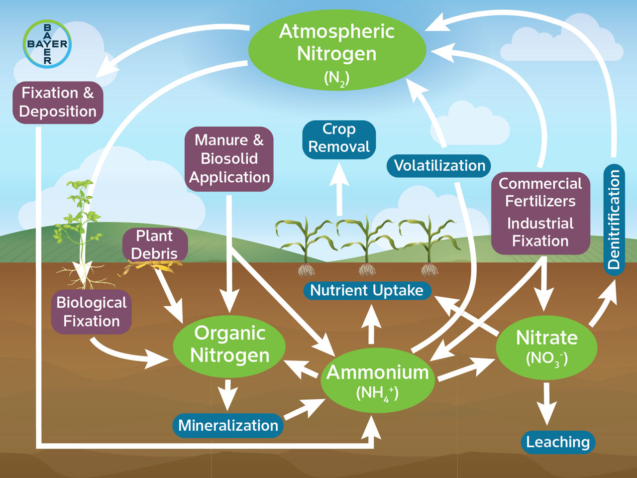 Image shows Nitrogen cycle showing sources of Nitrogen and Nitrogen loss.