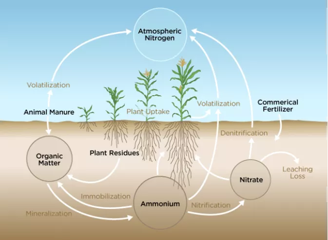 Nitrogen Cycle Diagram