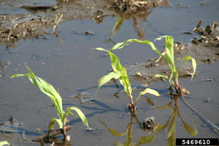 Corn plants in a flooded field showing flood induced nitrogen deficiency