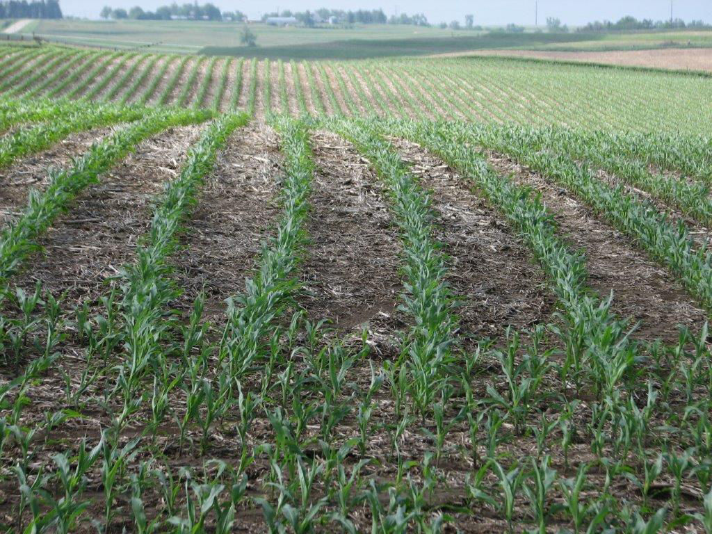 Corn Field with multiple rows of corn with a no till conservation tillage method