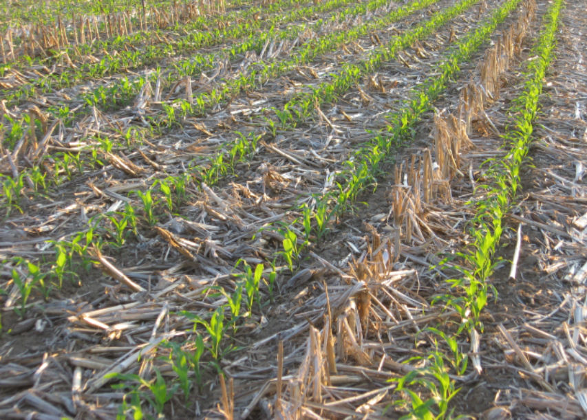 Corn emergence in a field with a close-up of no till corn residue