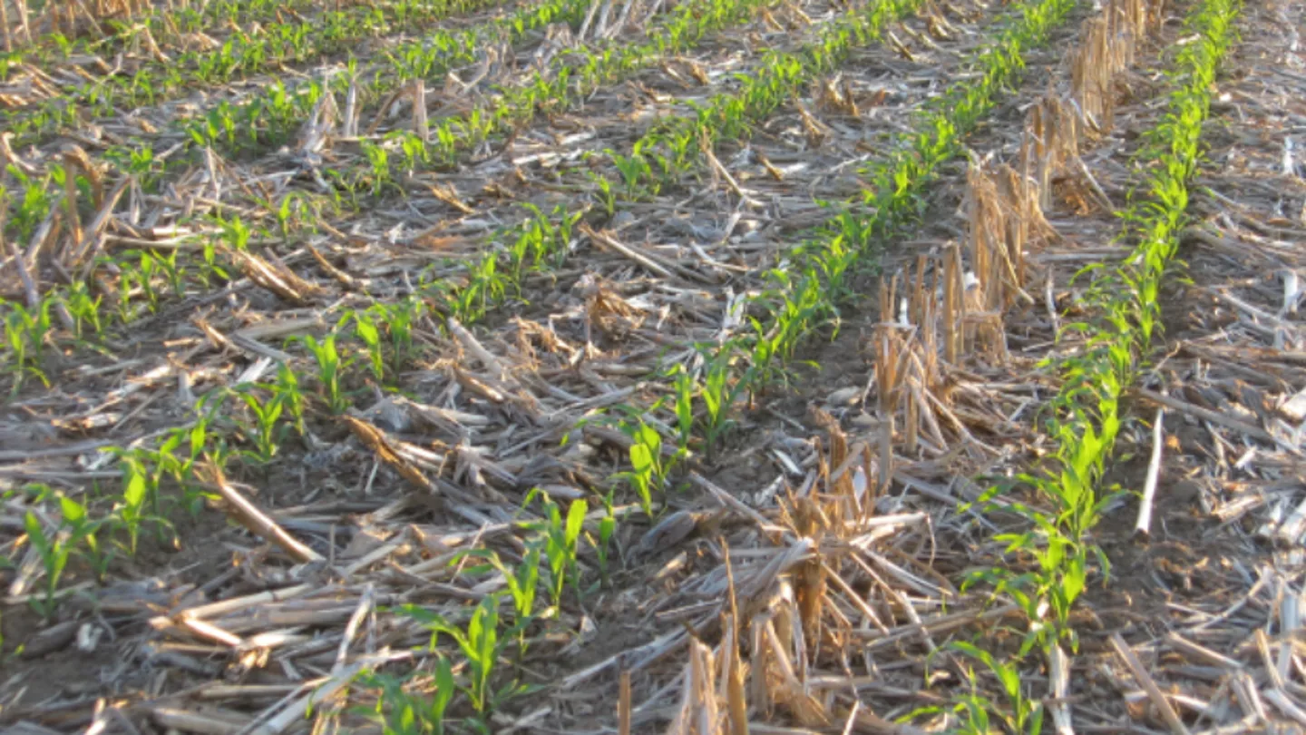 The Benefits of Tillage: Managing Fall Residue for Disease Management in Corn