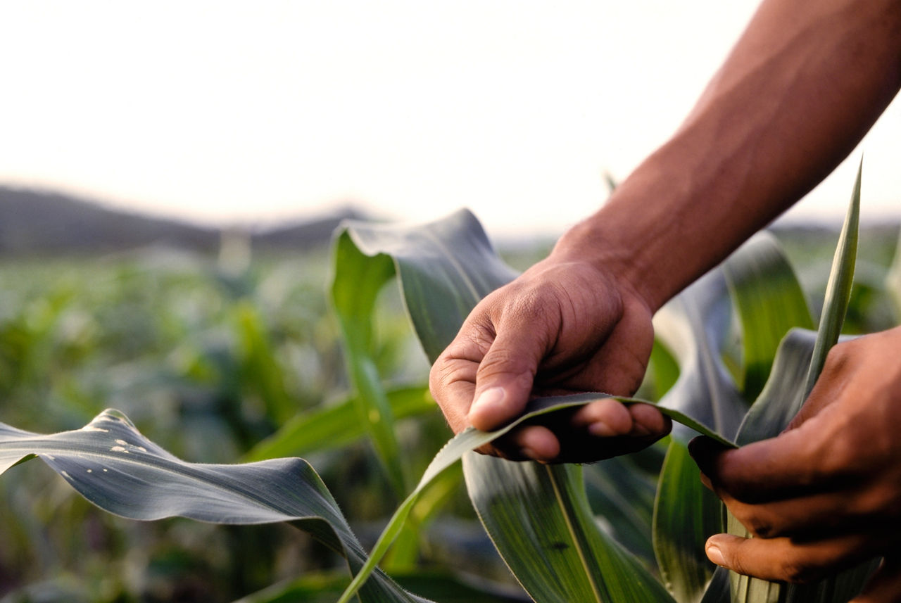 Rugged farmer hands, holding a corn leaf just before sunset. Close-up shot with selective focus.