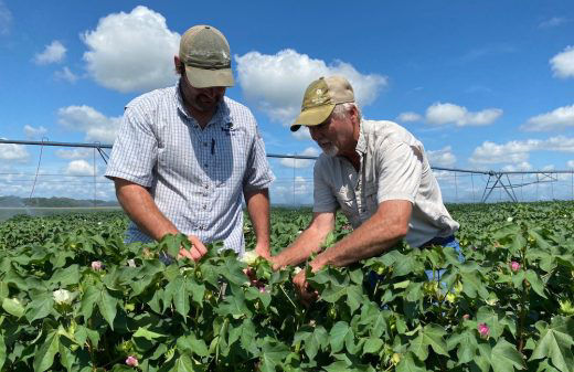 August - Treating Plant Bugs