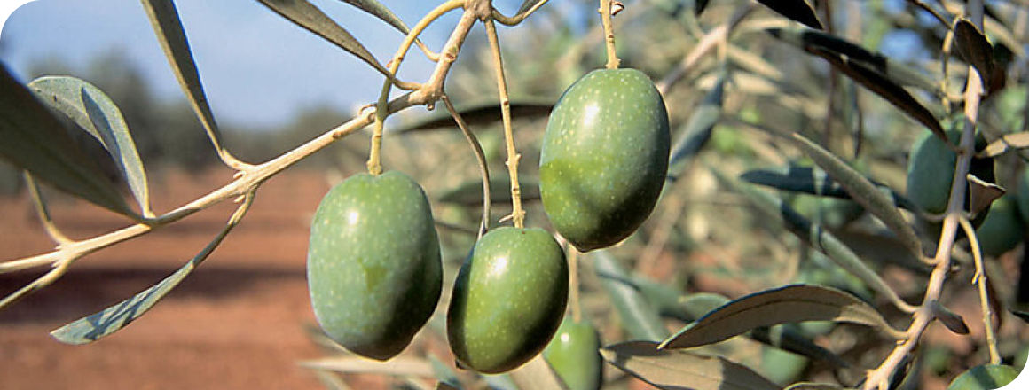 olives