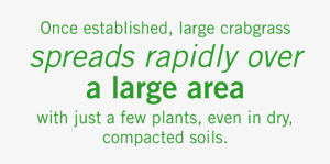 once established large crabgrass spreads rapidly over a large area
