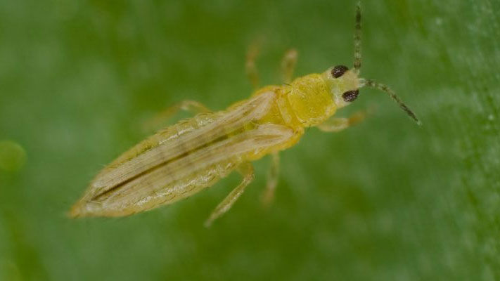 Onion thrips infest a wide range of hosts, including onions, garlic, leek, beans, cabbage, cauliflower, broccoli, cotton, celery, tobacco, tomatoes, cucumber, strawberries, potatoes and a range of ornamentals.