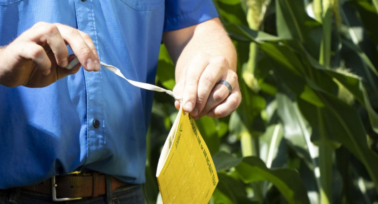 Person in a blue shirt inspecting a yellow sticky trap in a cornfield, checking for pests.