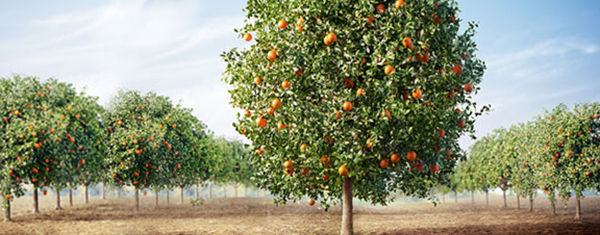 orange orchard