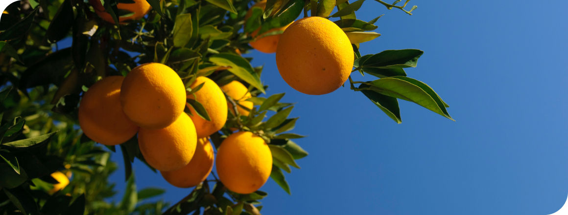 Citrus