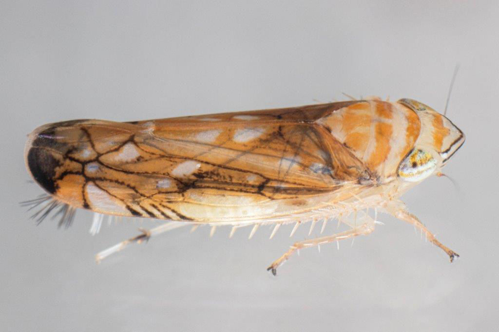 Cicada flavescenței aurii (Scaphoideus titanus) 
