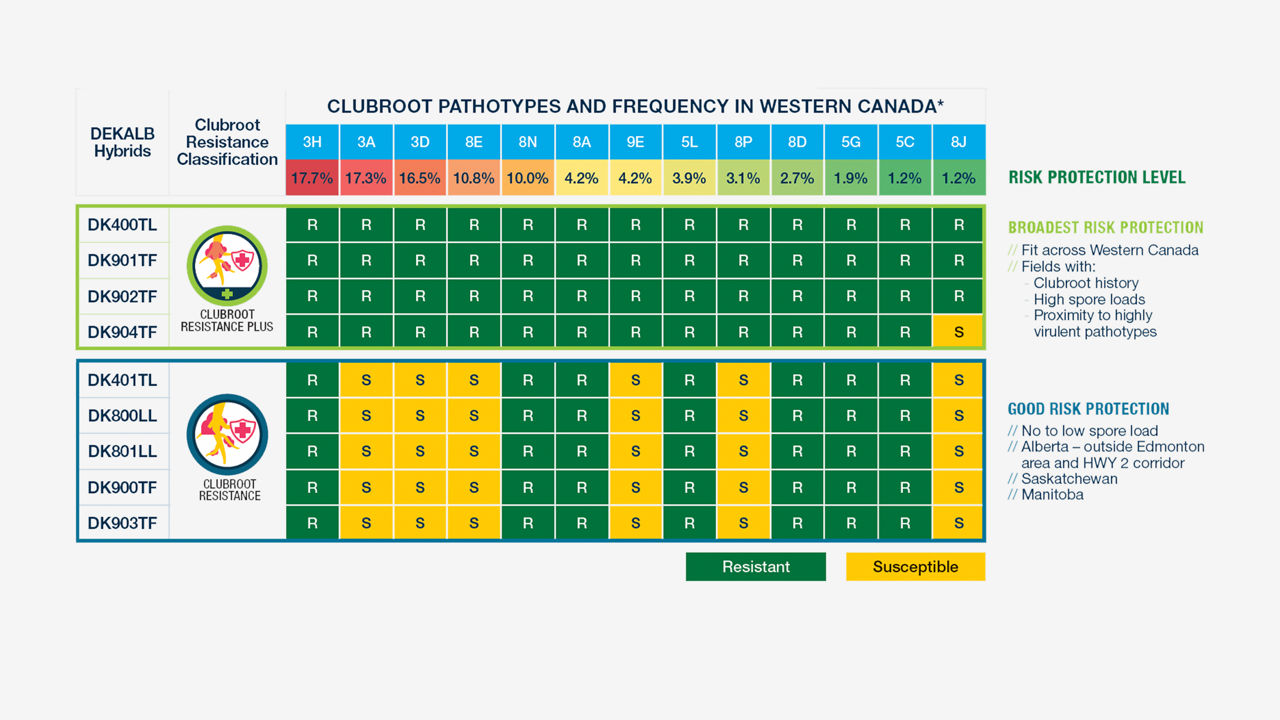 A table with DEKALB Hybrids listed on the left and Clubroot Pathotypes across the top. Cells are marked with 'R' for Resistant (green) or 'S' for Susceptible (yellow), indicating the level of resistance for each hybrid against each pathotype 