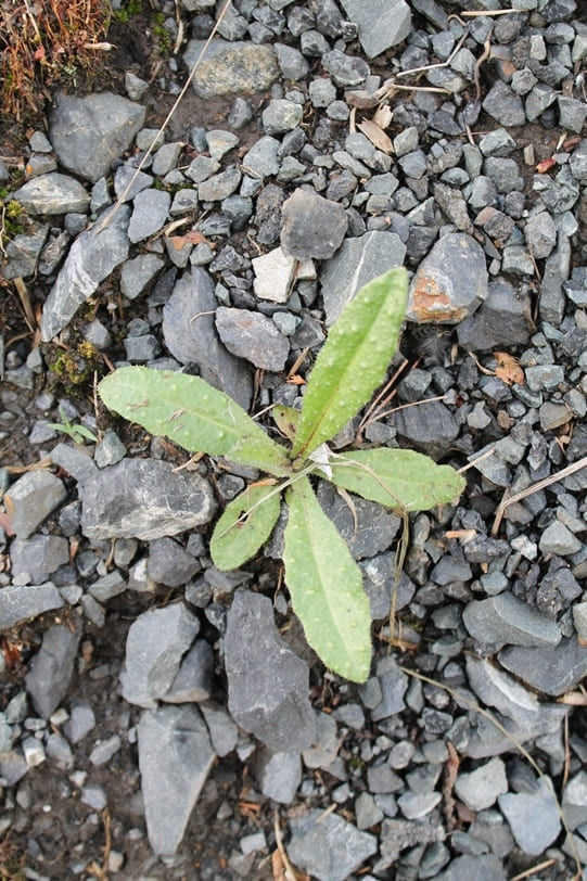 Oxtongue