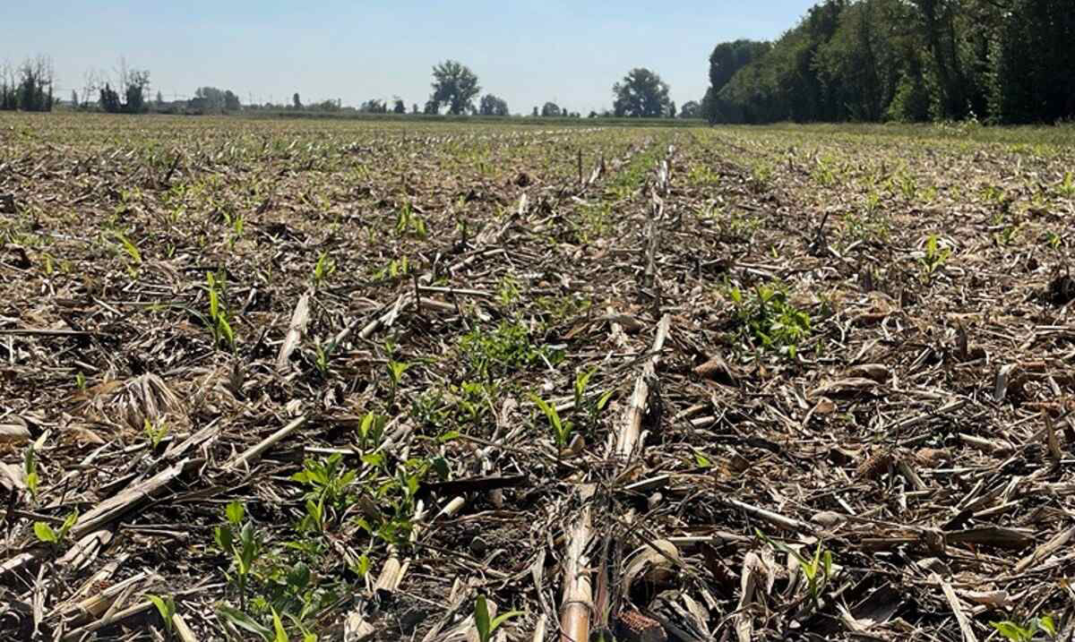 Cover crop