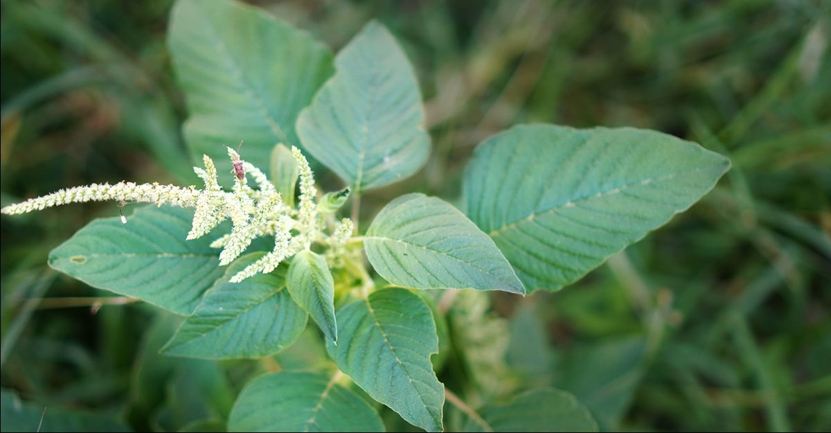 A female palmer amaranth plant is shown with its seed head which can spread its seeds; an integrated pest management strategy for palmer amaranth and waterhemp to make sure the seeds shown here do not spread.