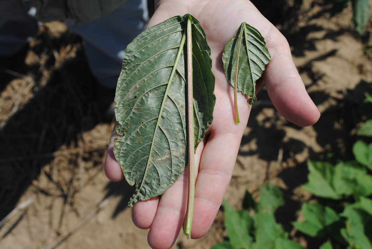 A farmer has a palmer amaranth leaf that has longer petioles than its leaf which is how you differentiate palmer amaranth weeds from water hemp